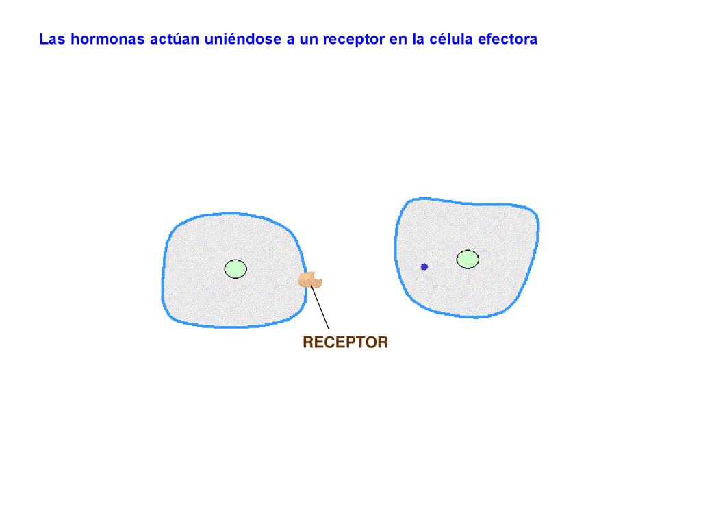 Las hormonas actúan uniéndose a un receptor en la célula efectora