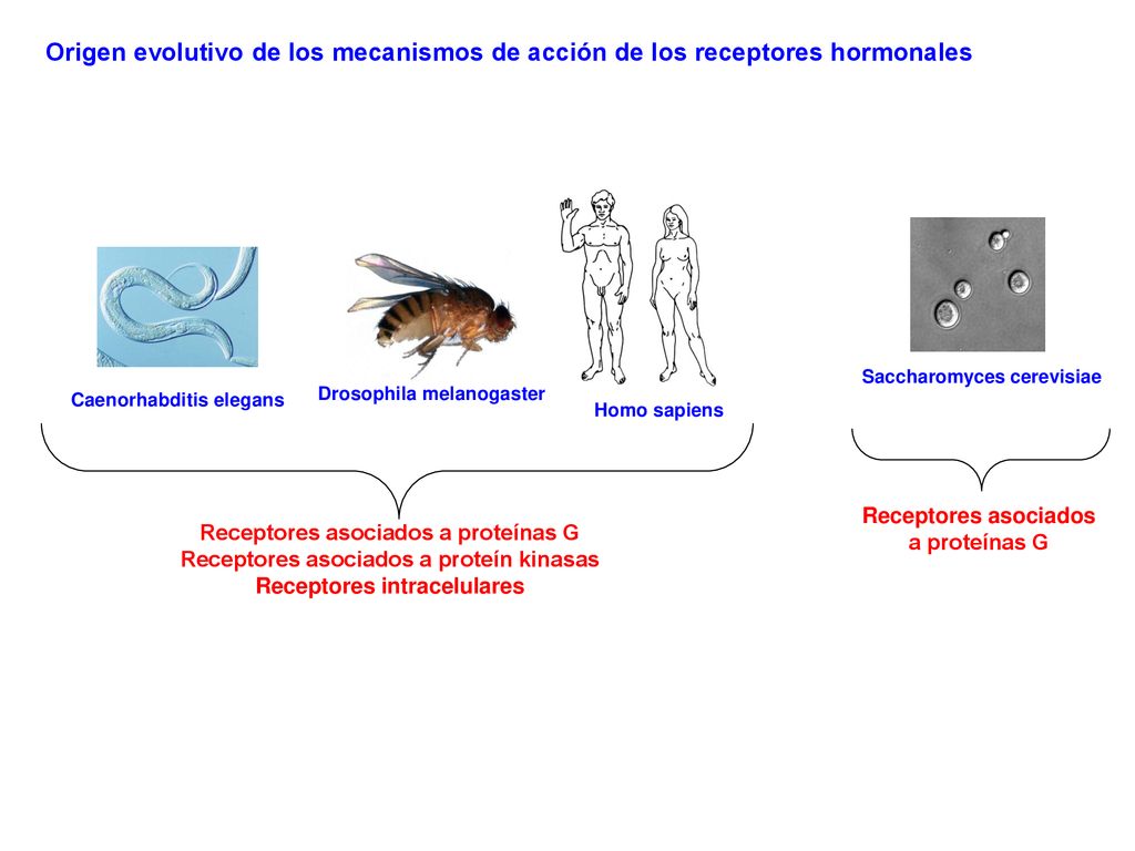 Origen evolutivo de los mecanismos de acción de los receptores hormonales