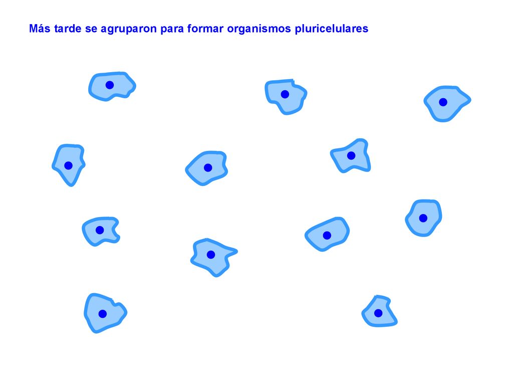 Más tarde se agruparon para formar organismos pluricelulares