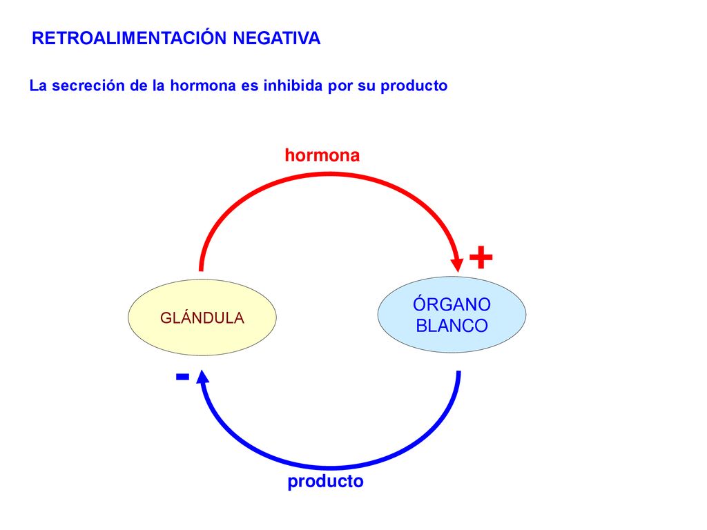 + - RETROALIMENTACIÓN NEGATIVA hormona ÓRGANO BLANCO producto