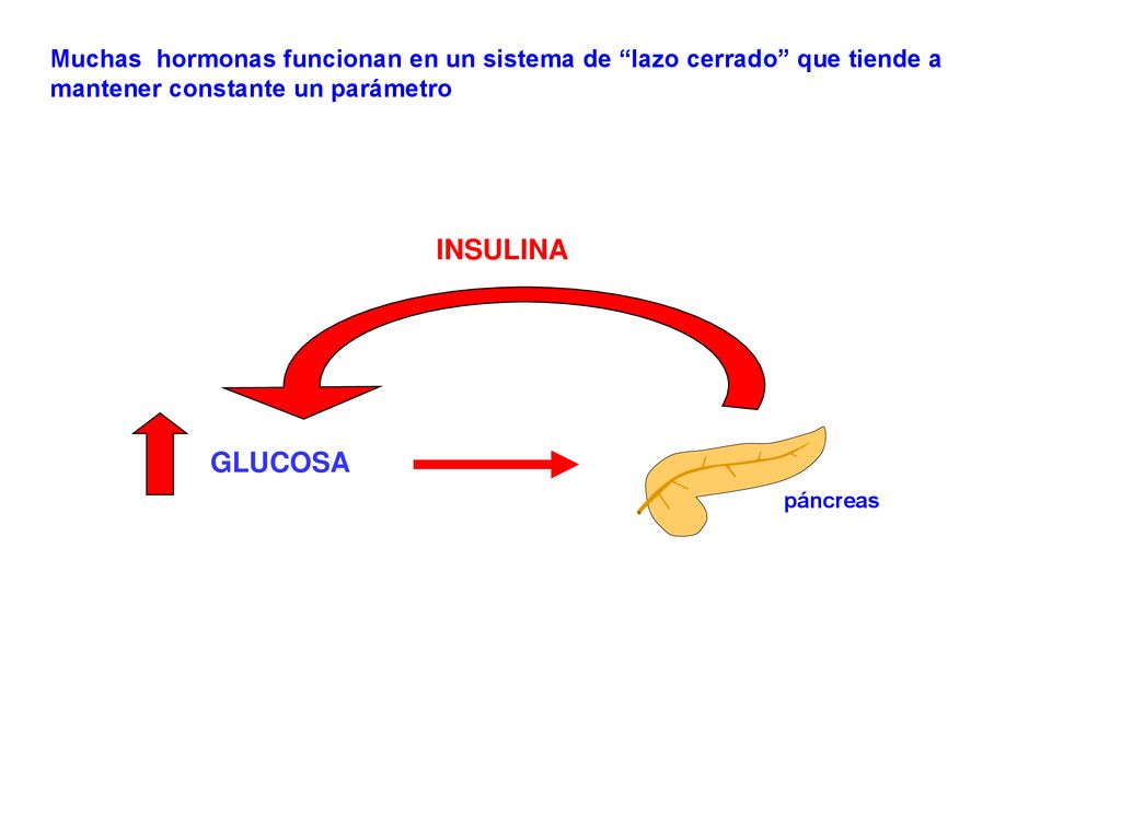 Muchas hormonas funcionan en un sistema de lazo cerrado que tiende a mantener constante un parámetro