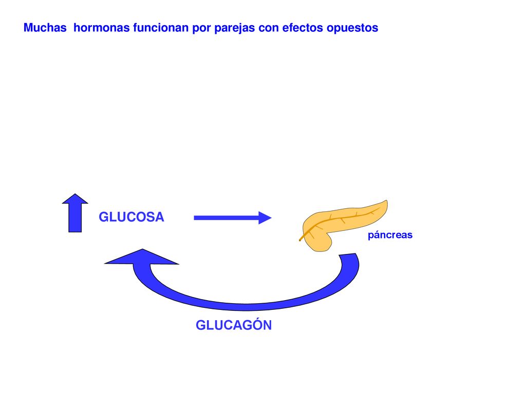 Muchas hormonas funcionan por parejas con efectos opuestos