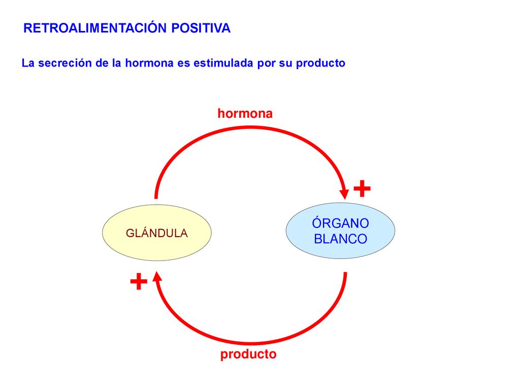 + + RETROALIMENTACIÓN POSITIVA hormona ÓRGANO BLANCO producto