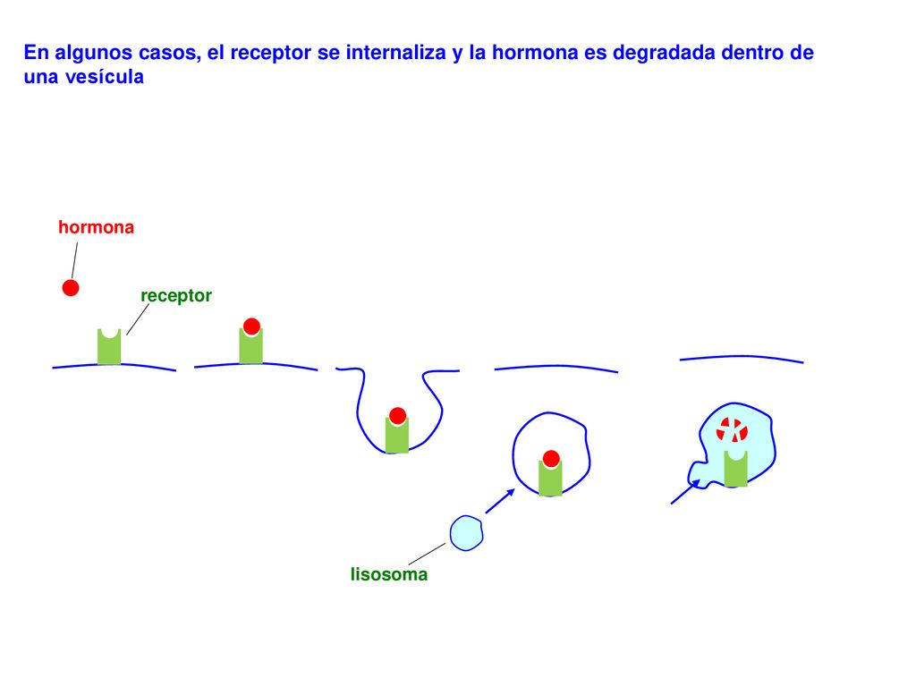 En algunos casos, el receptor se internaliza y la hormona es degradada dentro de una vesícula