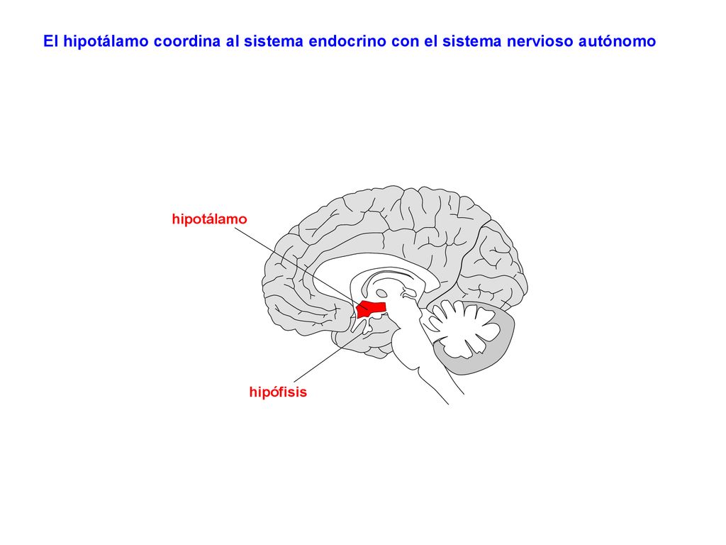 El hipotálamo coordina al sistema endocrino con el sistema nervioso autónomo