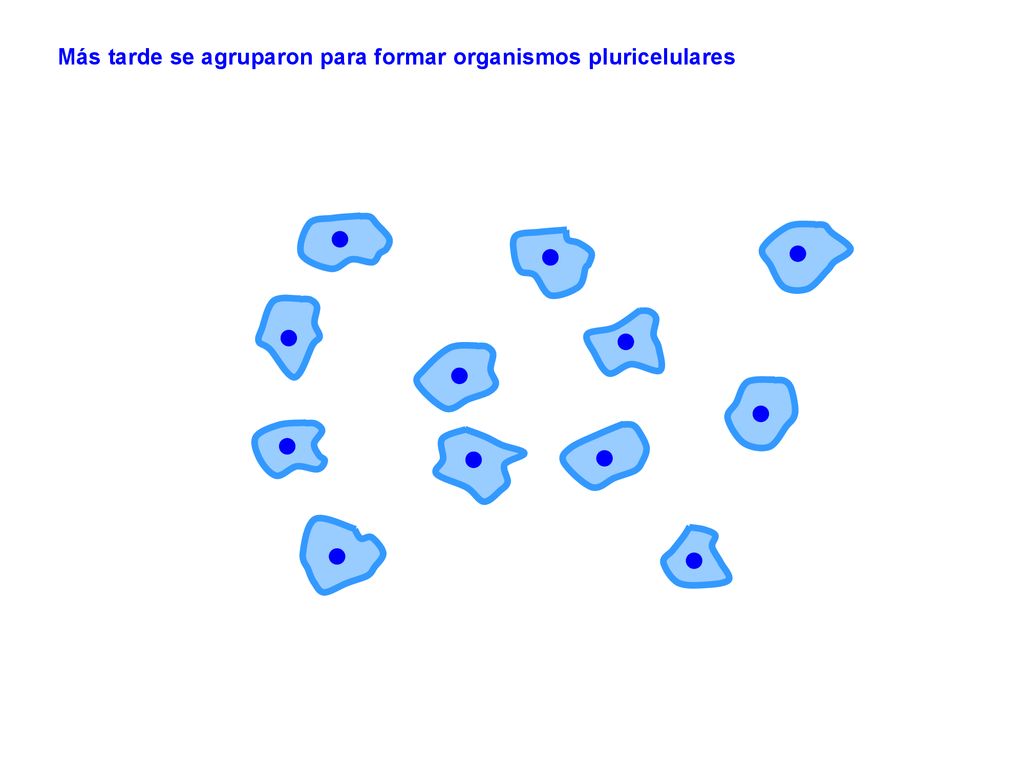 Más tarde se agruparon para formar organismos pluricelulares