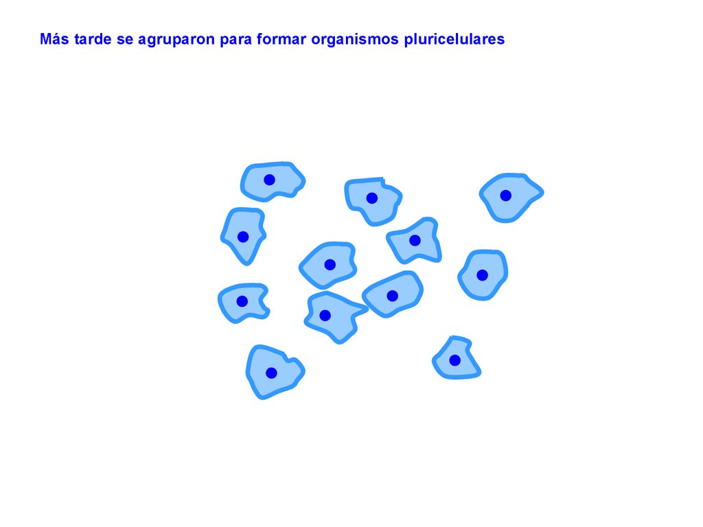 Más tarde se agruparon para formar organismos pluricelulares