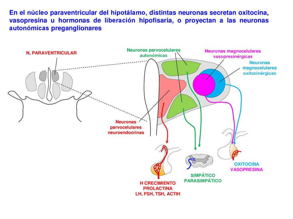 En el núcleo paraventricular del hipotálamo, distintas neuronas secretan oxitocina, vasopresina u hormonas de liberación hipofisaria, o proyectan a las neuronas autonómicas preganglionares