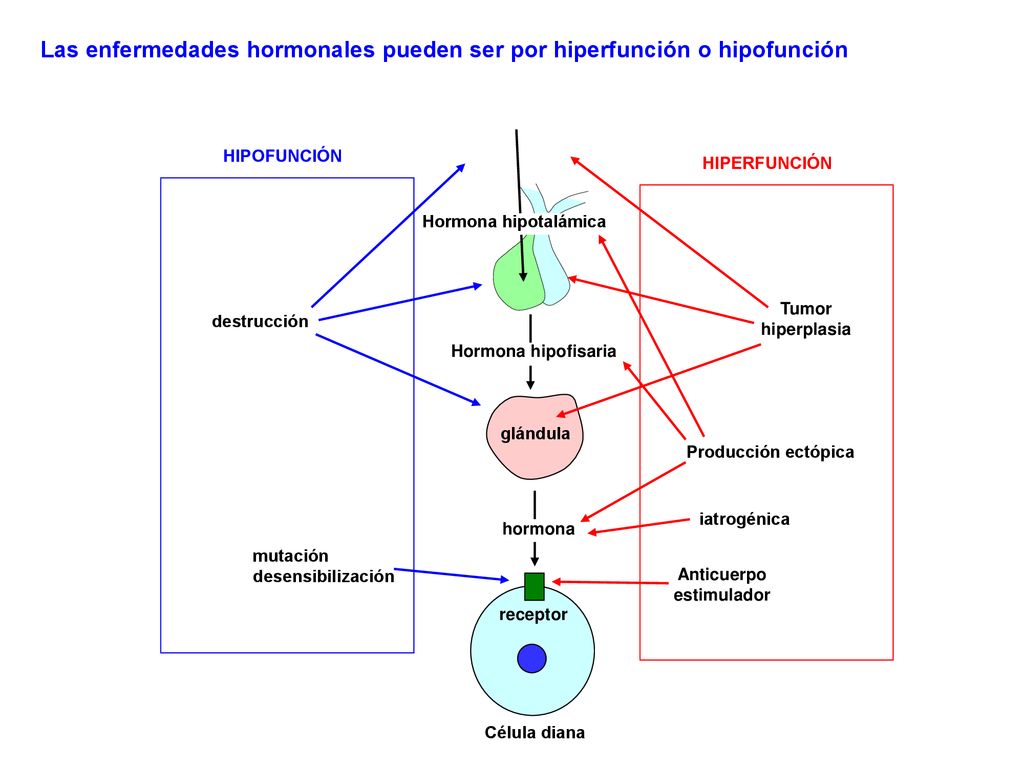 Las enfermedades hormonales pueden ser por hiperfunción o hipofunción