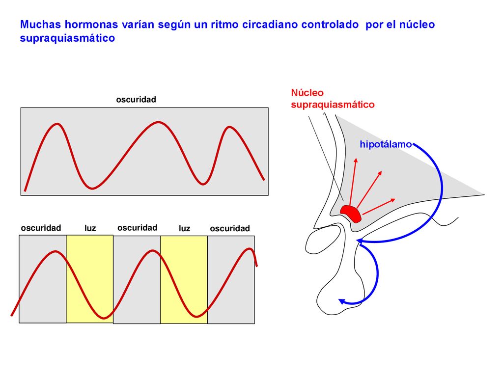 Muchas hormonas varían según un ritmo circadiano controlado por el núcleo supraquiasmático