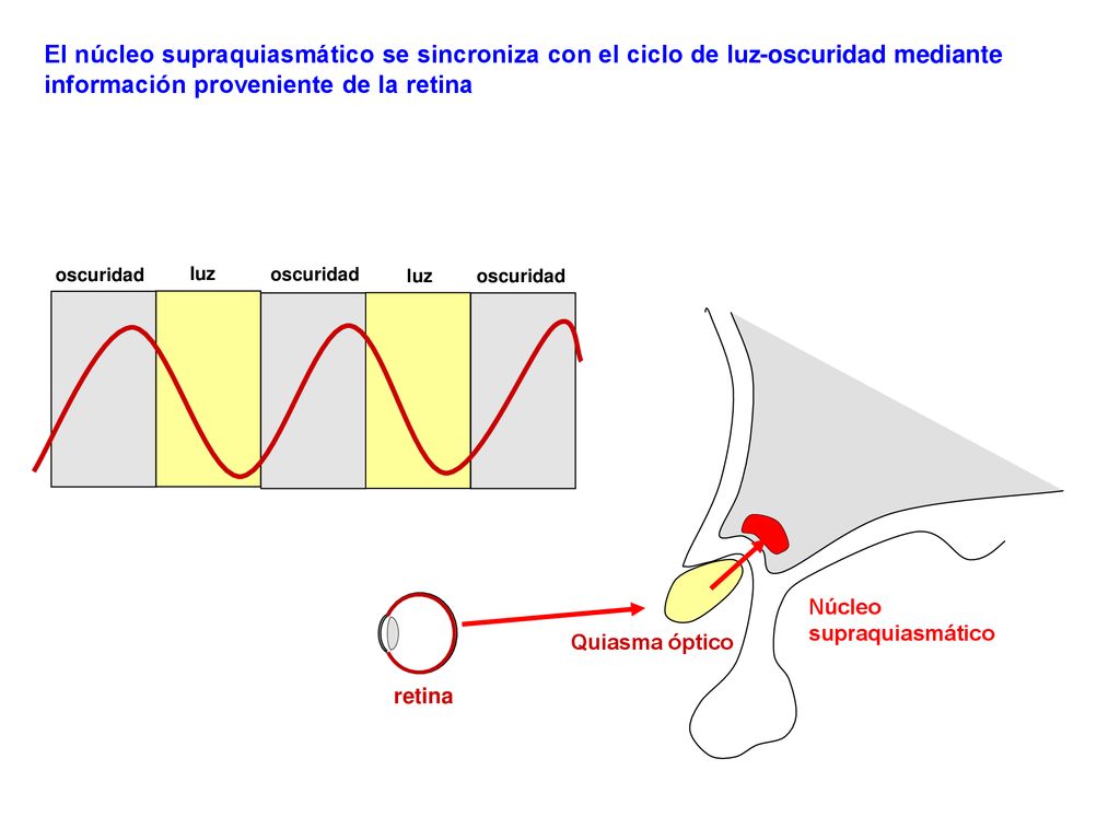 El núcleo supraquiasmático se sincroniza con el ciclo de luz-oscuridad mediante información proveniente de la retina