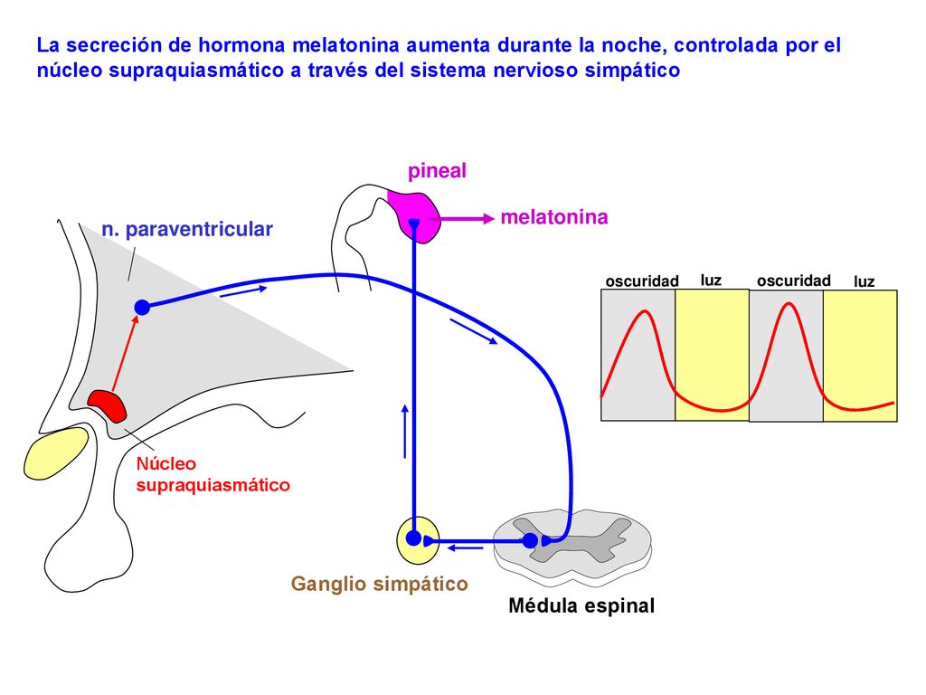 La secreción de hormona melatonina aumenta durante la noche, controlada por el núcleo supraquiasmático a través del sistema nervioso simpático