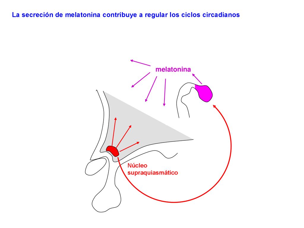 La secreción de melatonina contribuye a regular los ciclos circadianos