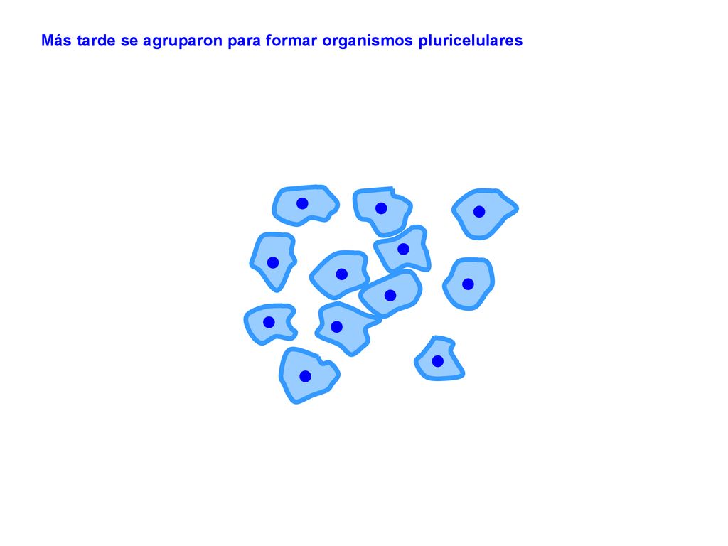 Más tarde se agruparon para formar organismos pluricelulares