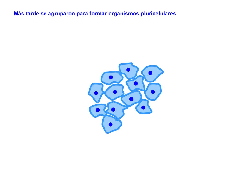 Más tarde se agruparon para formar organismos pluricelulares