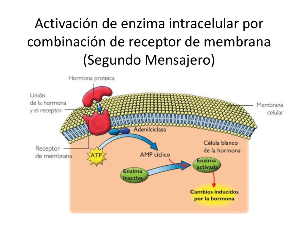 Activación de enzima intracelular por combinación de receptor de membrana (Segundo Mensajero)