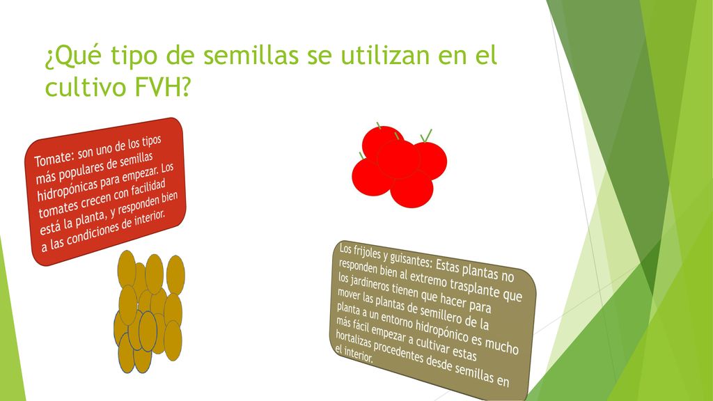 ¿Qué tipo de semillas se utilizan en el cultivo FVH