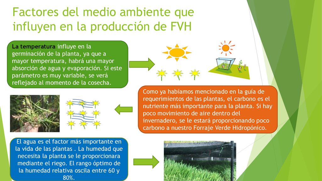 Factores del medio ambiente que influyen en la producción de FVH