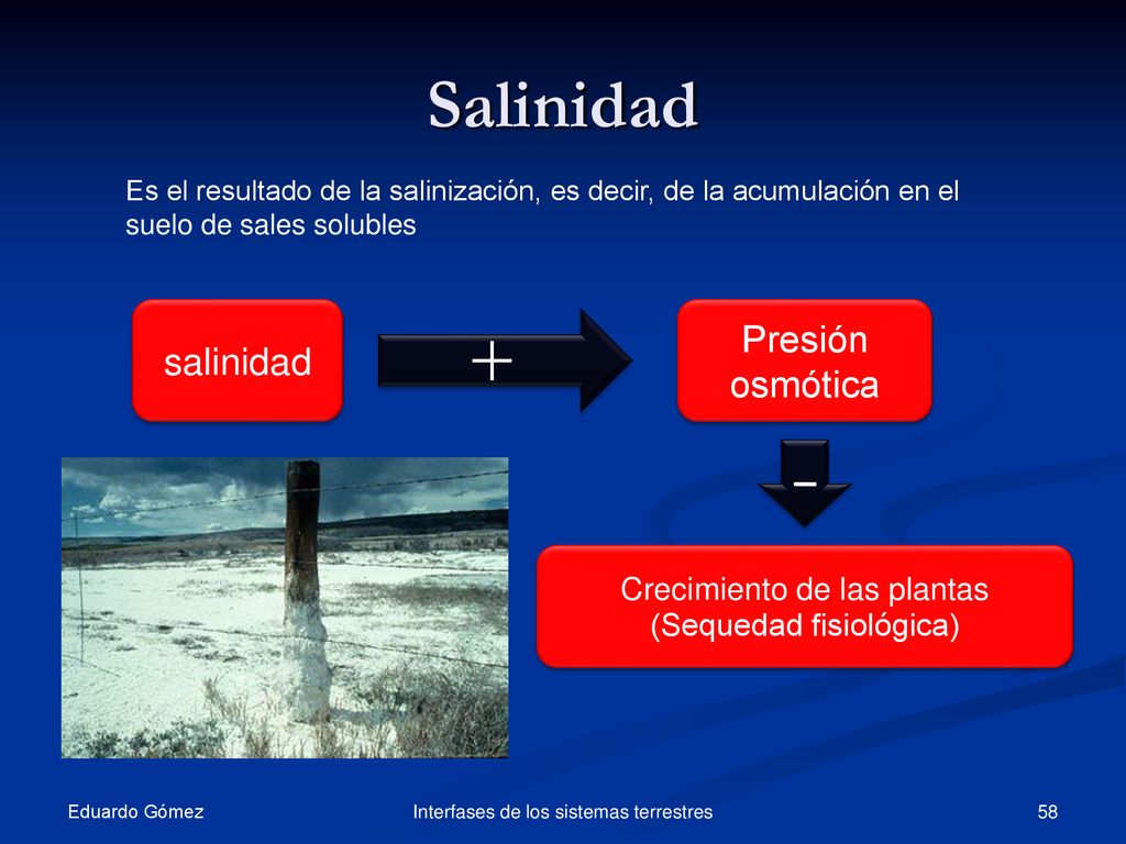 - + Salinidad Presión osmótica salinidad Crecimiento de las plantas