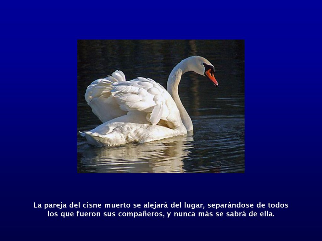 La pareja del cisne muerto se alejará del lugar, separándose de todos