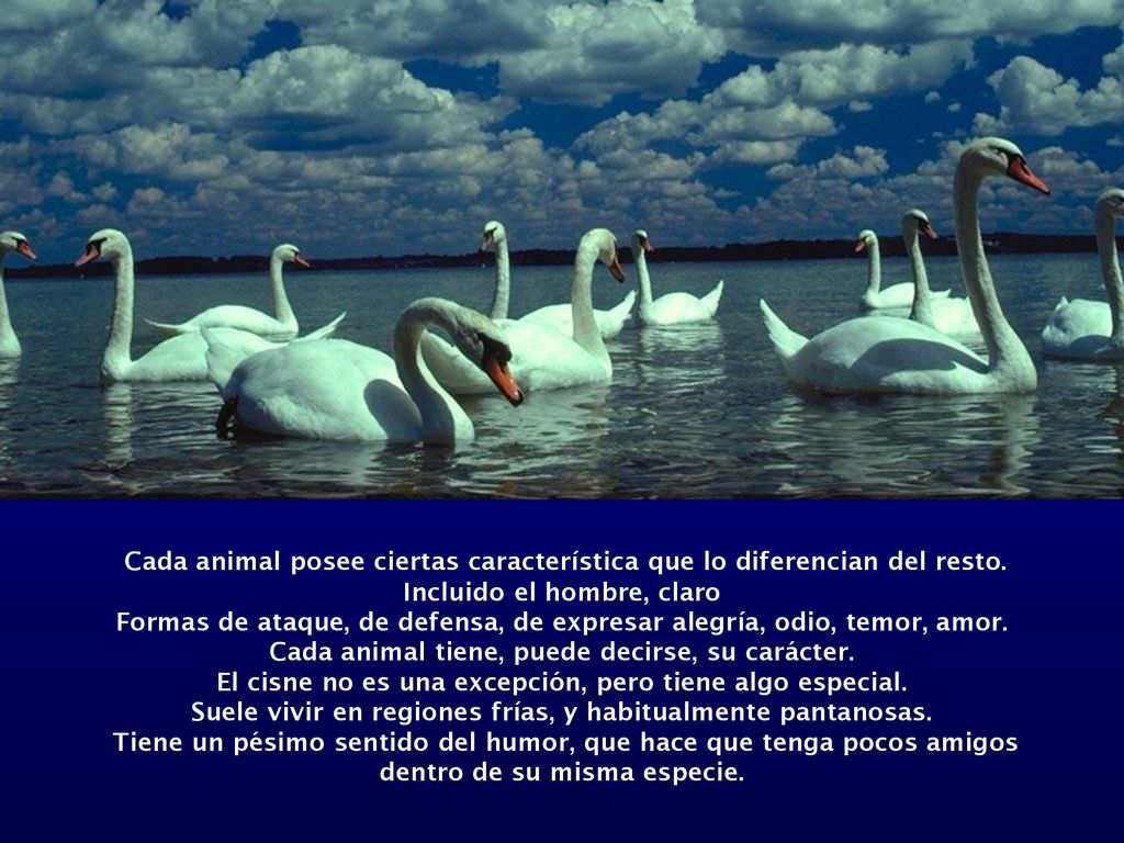 Cada animal posee ciertas característica que lo diferencian del resto.