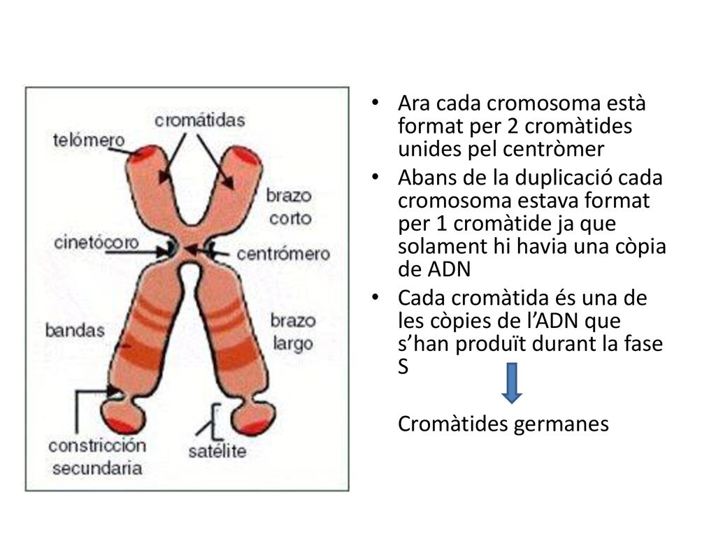 Ara cada cromosoma està format per 2 cromàtides unides pel centròmer