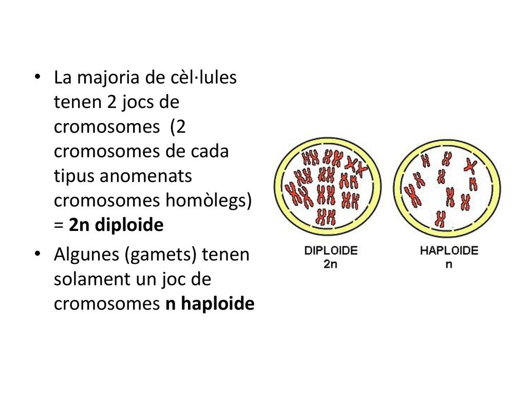 La majoria de cèl·lules tenen 2 jocs de cromosomes (2 cromosomes de cada tipus anomenats cromosomes homòlegs) = 2n diploide