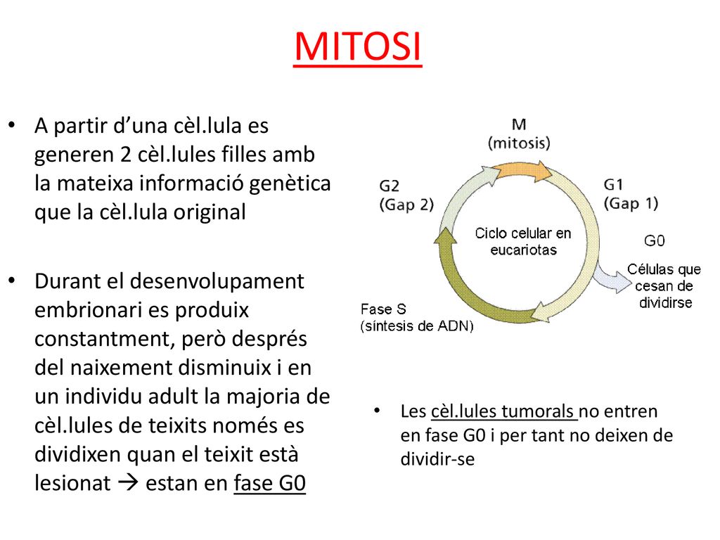 MITOSI A partir d’una cèl.lula es generen 2 cèl.lules filles amb la mateixa informació genètica que la cèl.lula original.