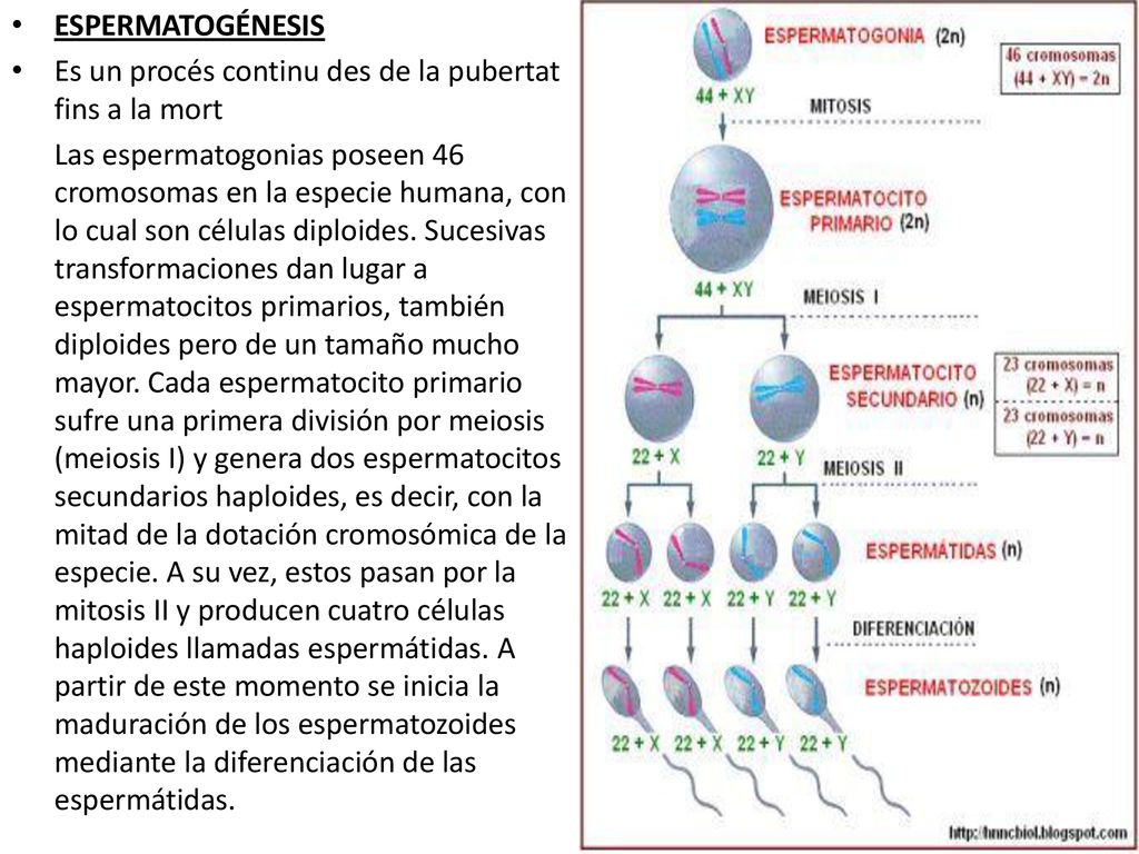 ESPERMATOGÉNESIS Es un procés continu des de la pubertat fins a la mort.