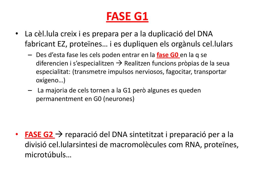FASE G1 La cèl.lula creix i es prepara per a la duplicació del DNA fabricant EZ, proteïnes… i es dupliquen els orgànuls cel.lulars.