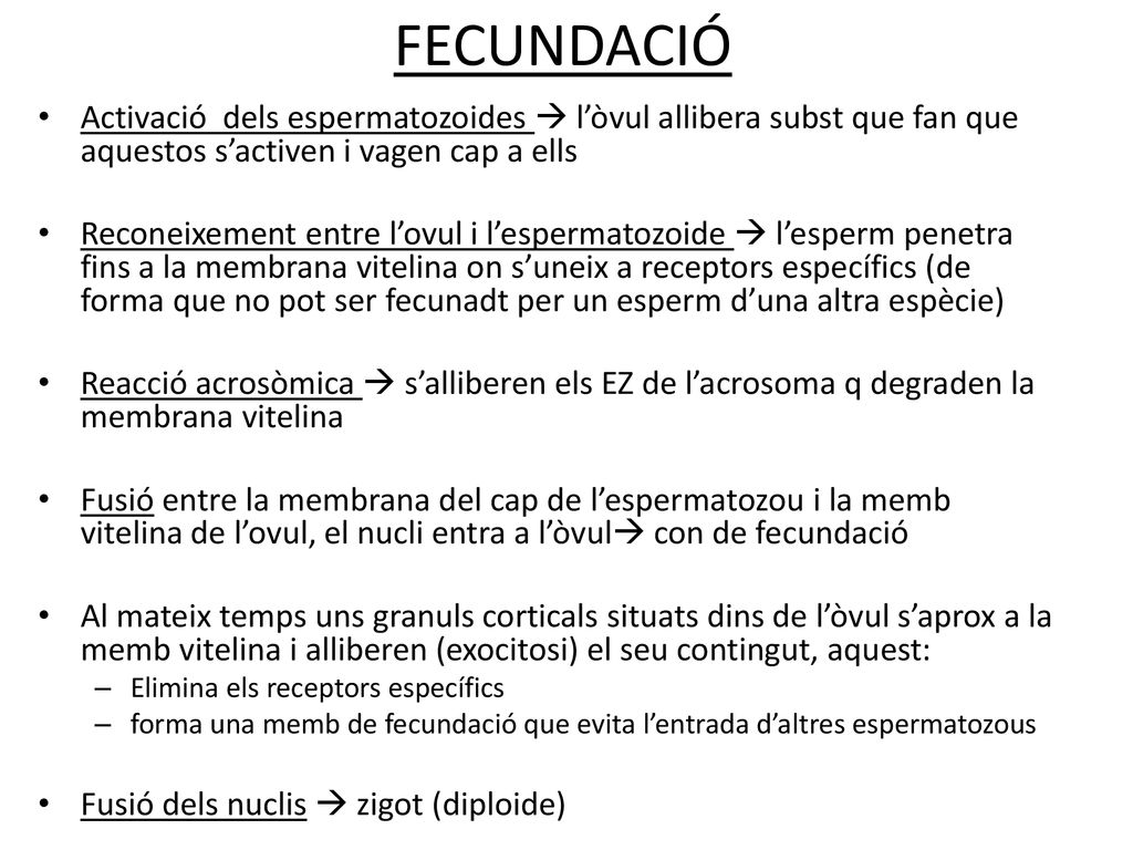 FECUNDACIÓ Activació dels espermatozoides  l’òvul allibera subst que fan que aquestos s’activen i vagen cap a ells.