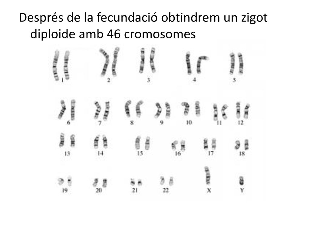 Després de la fecundació obtindrem un zigot diploide amb 46 cromosomes