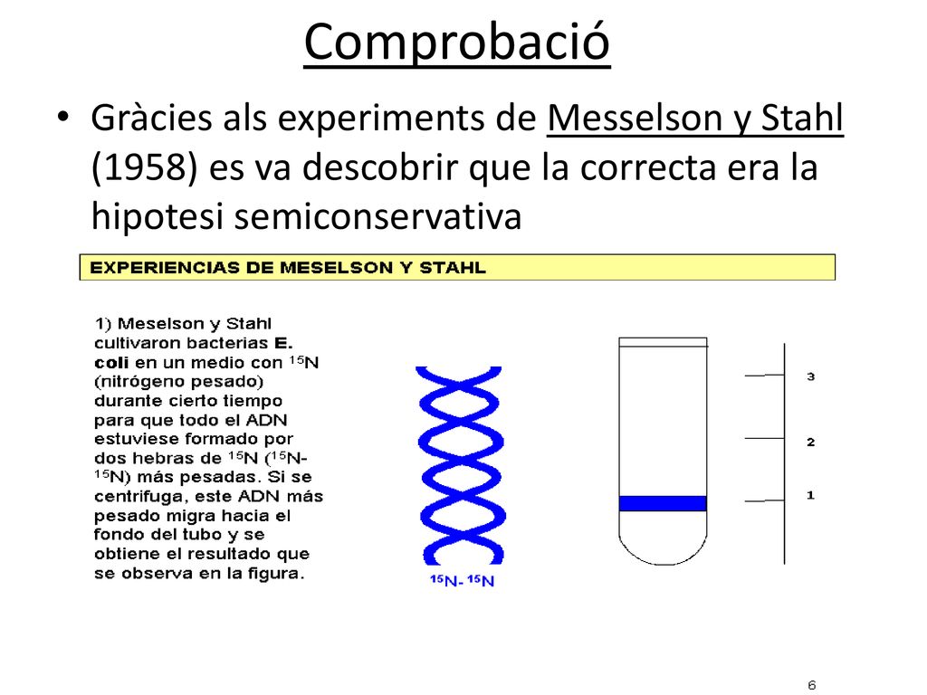 Comprobació Gràcies als experiments de Messelson y Stahl (1958) es va descobrir que la correcta era la hipotesi semiconservativa.
