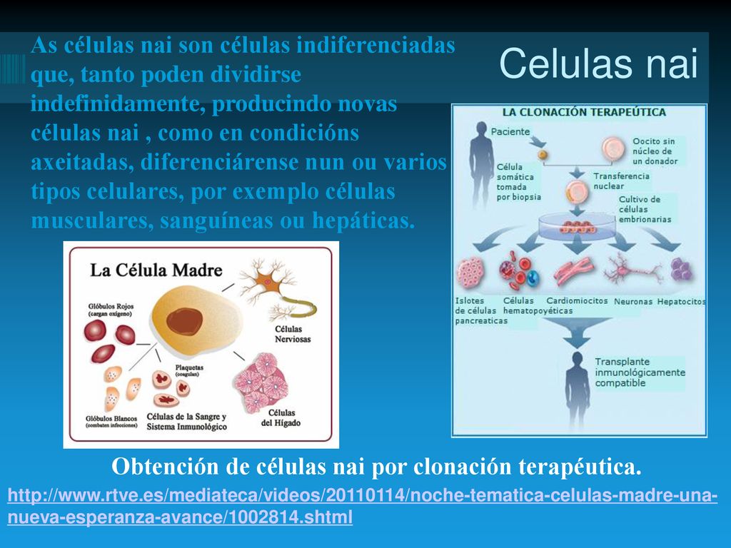 As células nai son células indiferenciadas que, tanto poden dividirse indefinidamente, producindo novas células nai , como en condicións axeitadas, diferenciárense nun ou varios tipos celulares, por exemplo células musculares, sanguíneas ou hepáticas.