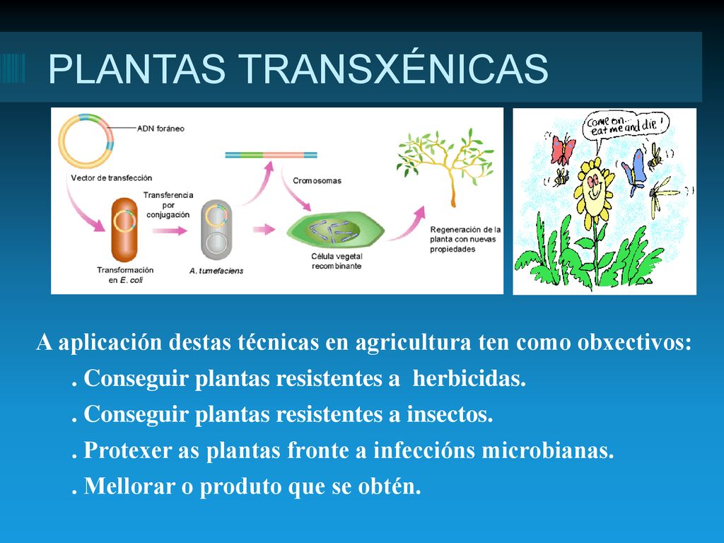 PLANTAS TRANSXÉNICAS A aplicación destas técnicas en agricultura ten como obxectivos: . Conseguir plantas resistentes a herbicidas.