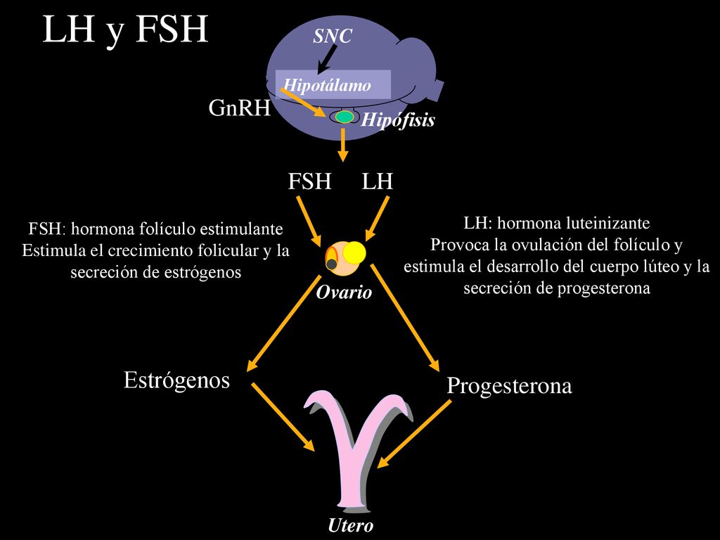 LH y FSH GnRH FSH LH Estrógenos Progesterona SNC Hipófisis Ovario