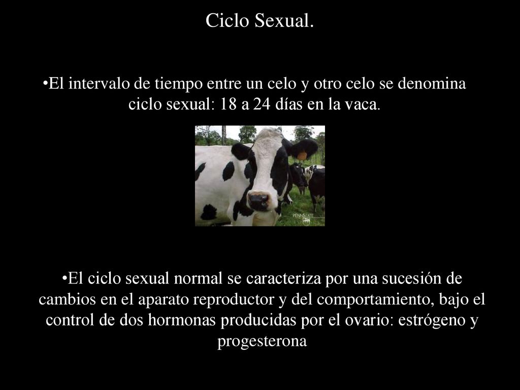 Ciclo Sexual. El intervalo de tiempo entre un celo y otro celo se denomina ciclo sexual: 18 a 24 días en la vaca.