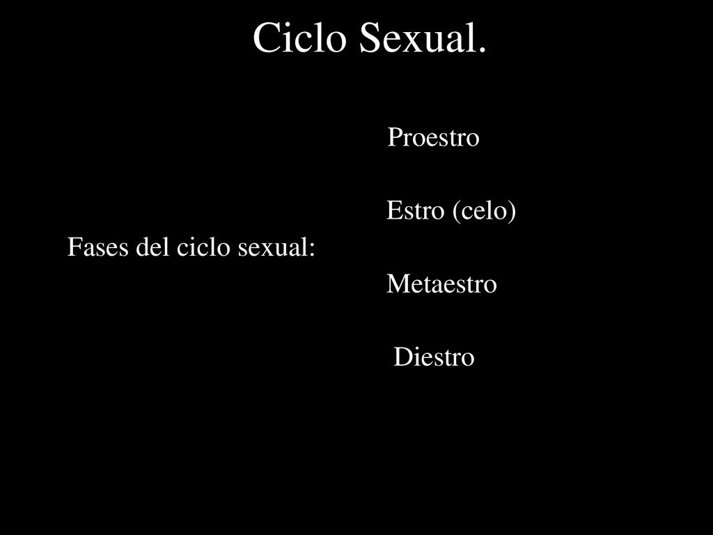 Ciclo Sexual. Estro (celo) Fases del ciclo sexual: Metaestro Diestro