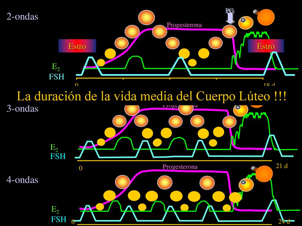 La duración de la vida media del Cuerpo Lúteo !!!