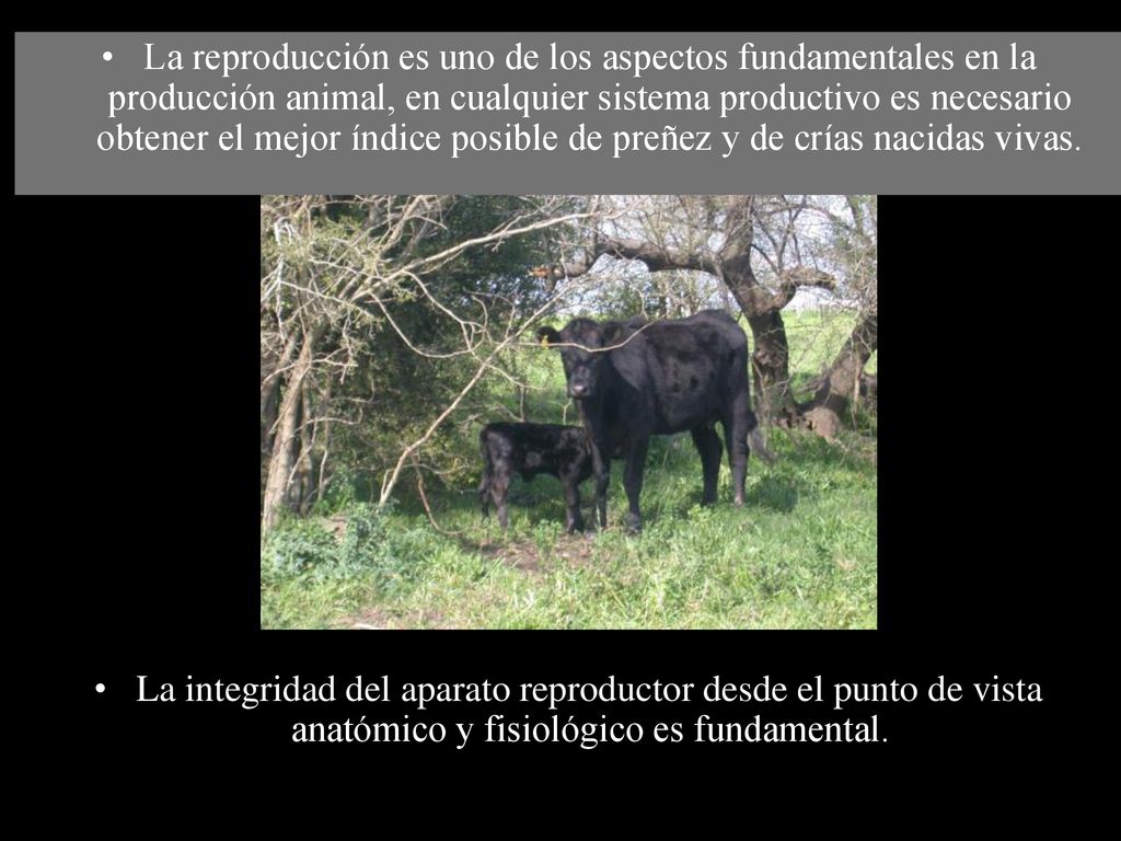 La reproducción es uno de los aspectos fundamentales en la producción animal, en cualquier sistema productivo es necesario obtener el mejor índice posible de preñez y de crías nacidas vivas.