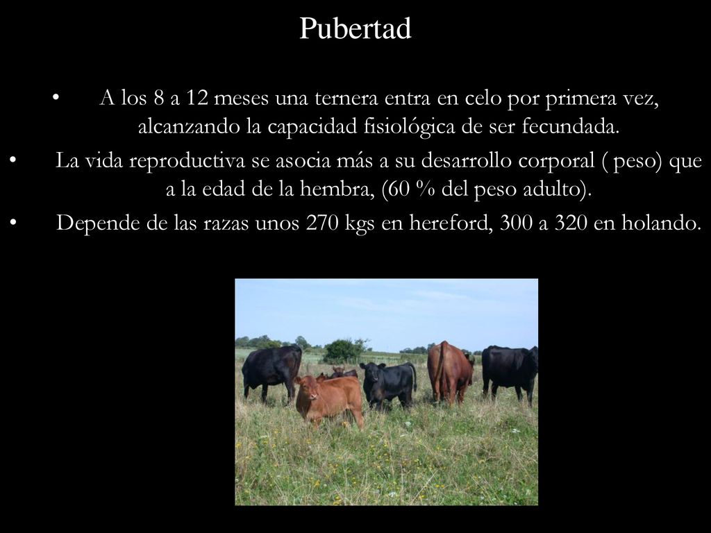 Depende de las razas unos 270 kgs en hereford, 300 a 320 en holando.