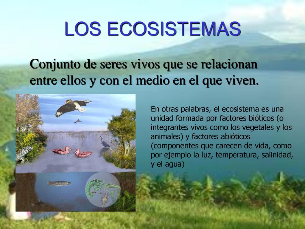 LOS ECOSISTEMAS Conjunto de seres vivos que se relacionan entre ellos y con el medio en el que viven.