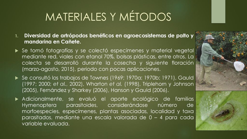 MATERIALES Y MÉTODOS Diversidad de artrópodos benéficos en agroecosistemas de palto y mandarina en Cañete.