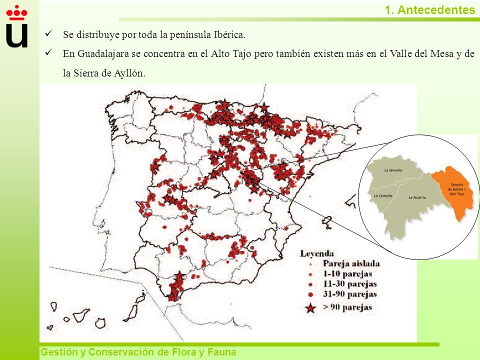 1. Antecedentes Se distribuye por toda la península Ibérica.