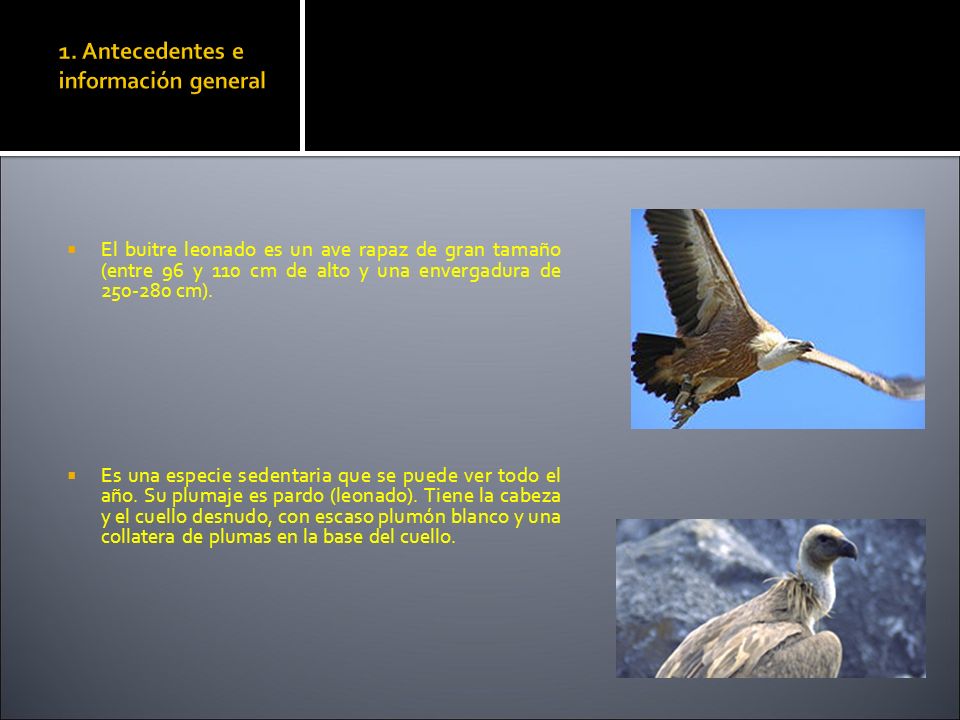1. Antecedentes e información general