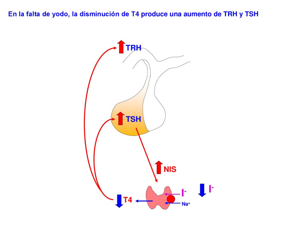 En la falta de yodo, la disminución de T4 produce una aumento de TRH y TSH