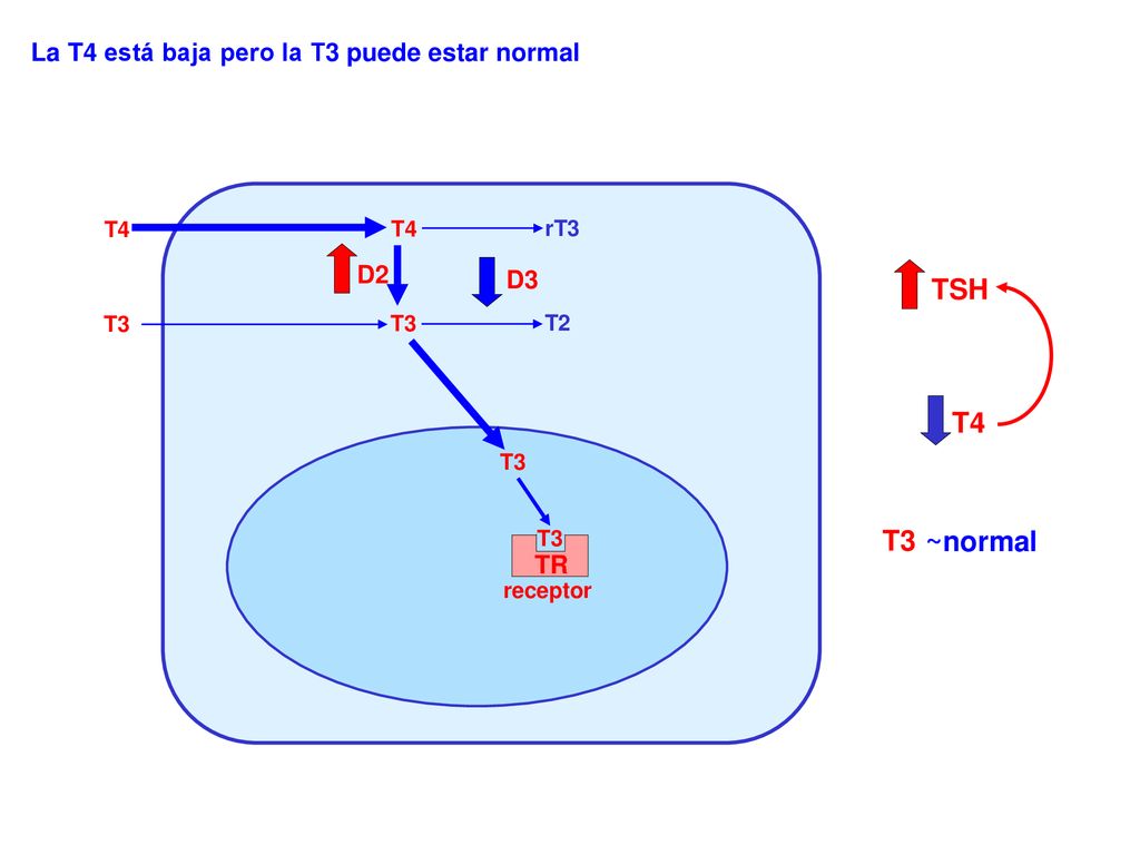 TSH T4 T3 ~normal La T4 está baja pero la T3 puede estar normal D2 D3