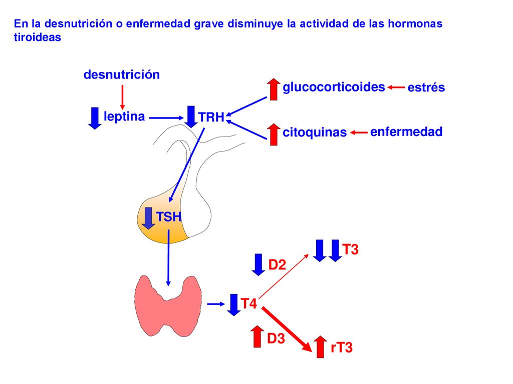 T3 D2 T4 D3 rT3 desnutrición glucocorticoides estrés leptina TRH