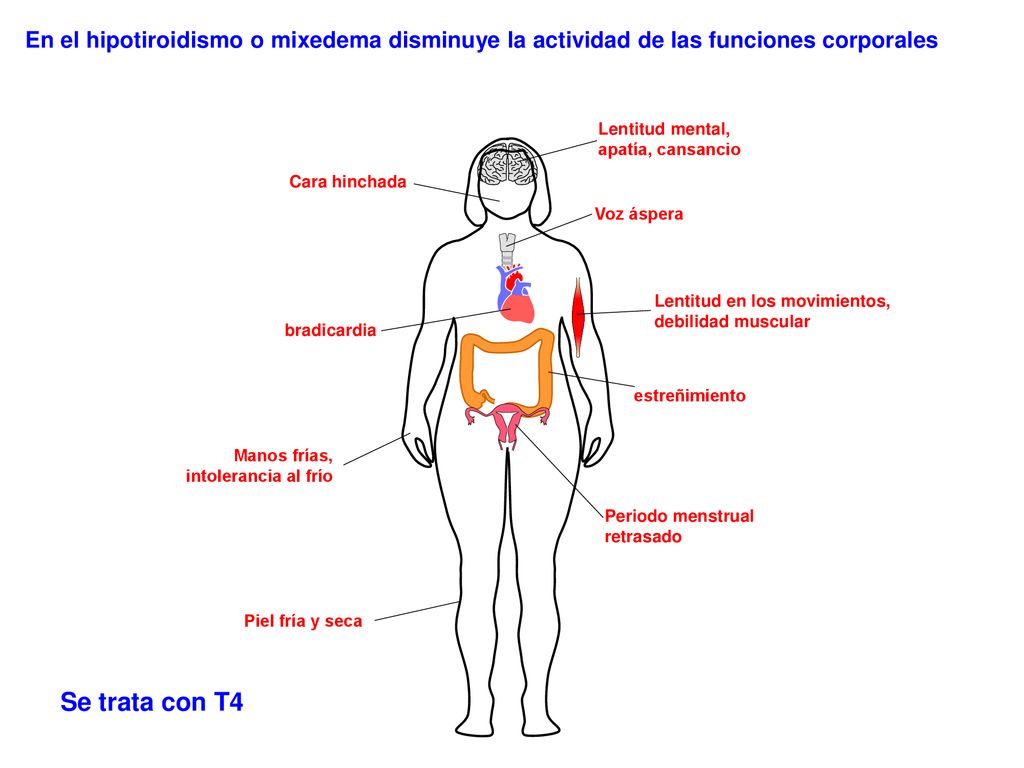 En el hipotiroidismo o mixedema disminuye la actividad de las funciones corporales