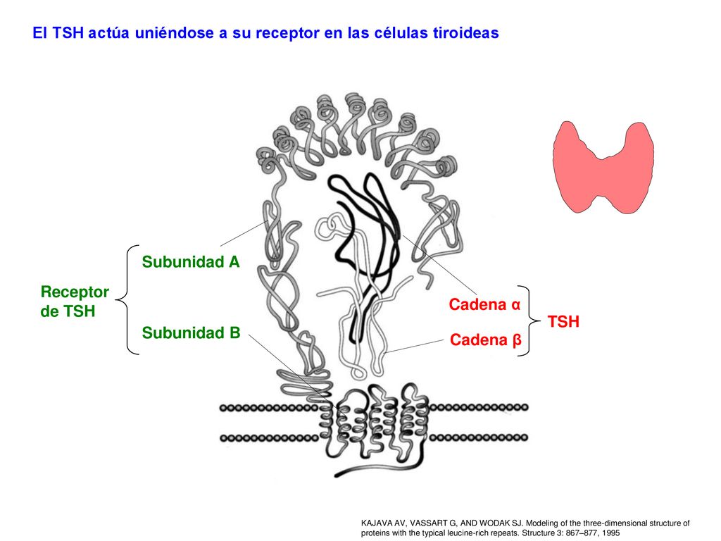 El TSH actúa uniéndose a su receptor en las células tiroideas